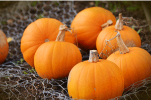 national-pumpkin-day smaller image
